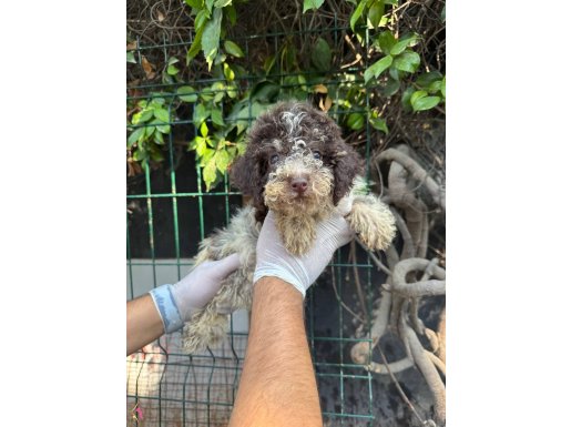 LOGOTTO ROMAGNOLA YAVRULARI