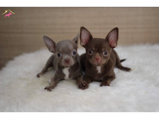 CHOCOLATE VE BLUE ÖZEL RENK CHİHUAHUALAR