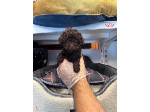 GERÇEK TEA CUP EN KOYU RENK TOY POODLE BEBEKLERİMİZ