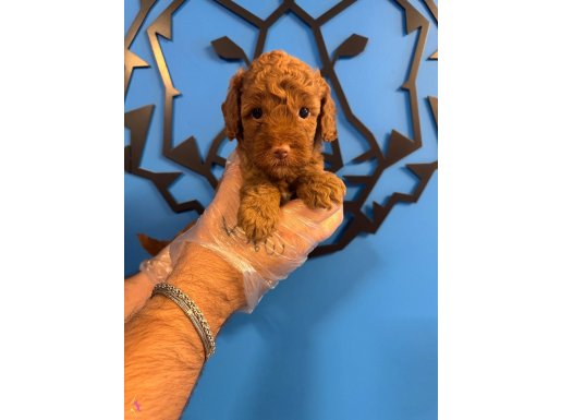 RED BROWNE TOY POODLE YAVRUMUZ