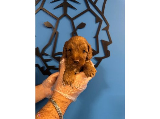 RED MALTİPOO YAVRULARIMIZ