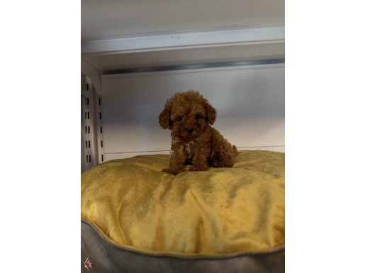 GERÇEK TEA CUP TOY POODLE 