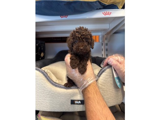 POODLE EN ÖZEL RENGİ CHOCOLATE BROWNE