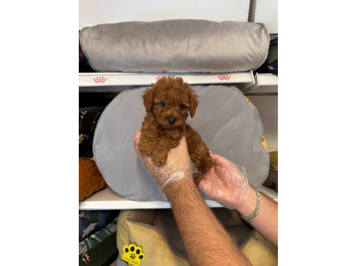 IRK GARANTİLİ RED TOY POODLE BEBEKLERİMİZ