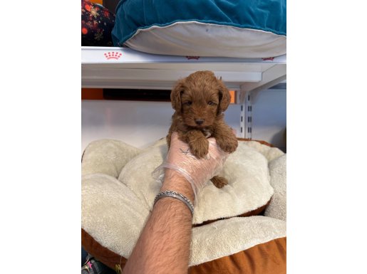 RED BROWNE ÇOK ÖZEL MALTİPOO BEBEKLERİMİZ