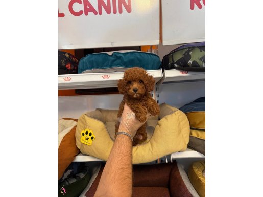 GERÇEK RED BROWNE TOY POODLE YAVRULARI