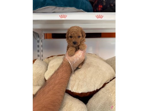 GERÇEK TEA CUP RED TOY POODLE YAVRULARI