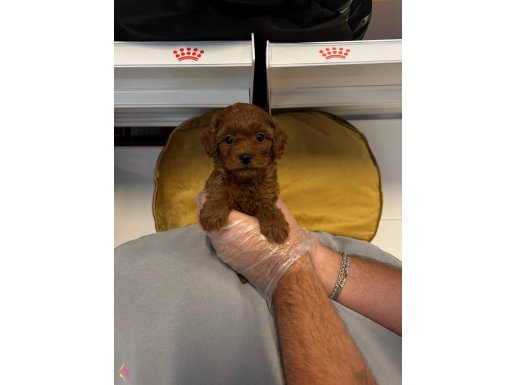 GERÇEK RED BROWNE TOY POODLE YAVRULARIMIZ