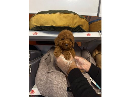 RED BROWNE TOY POODLE YAVRULARIMIZ