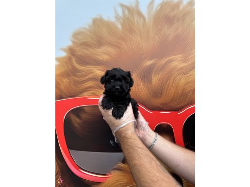 TÜRKİYEDE TEK SİLVER MALTİPOO YAVRULARIMIZ