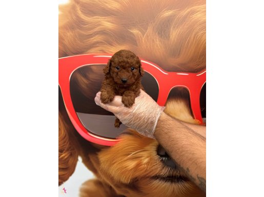 GERÇEK DARK RED BROWNE TOY POODLE BEBEKLERİMİZ