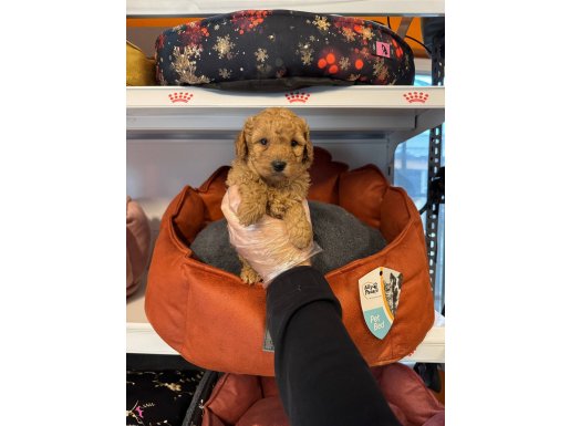 OYUNCAK SURAT TOY POODLE BEBEKLERİMİZ