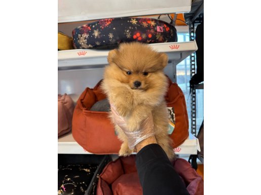 POMERANİAN BOO BEBEKLERİMİZ