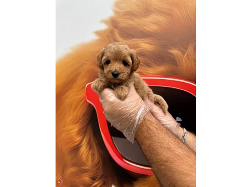 OYUNCAK SURAT MALTİPOO YAVRULARIMIZ