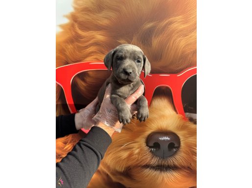 BLUE MAVİ GÖZLÜ CANE CORSO YAVRULARIMIZ