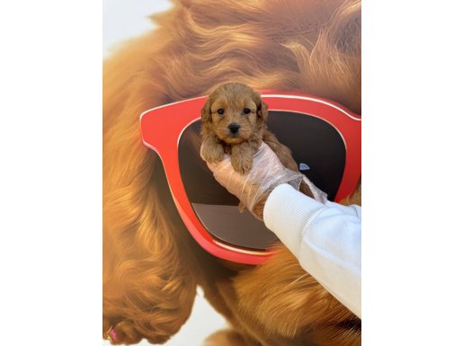 ORJİNAL MALTİPOO BEBEKLERİMİZ