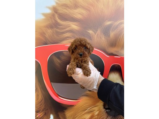RED BROWNE ORJİNAL TOY POODLE YAVRULARIMIZ
