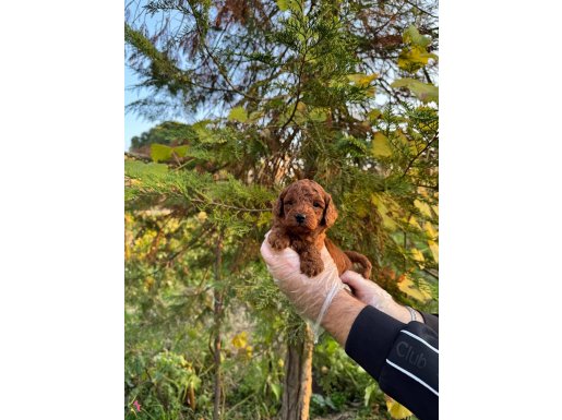 Kore Red Browne Toy Poodle Yavrularımız