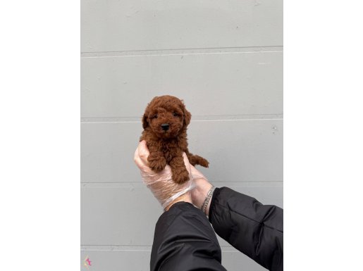 GERÇEK TOY POODLE YAVRULARIMIZ IRK GARANTİLİ