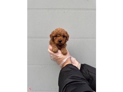 IRK VE SAĞLIK GARANTİLİ TOY POODLE BEBEKLERİMİZ