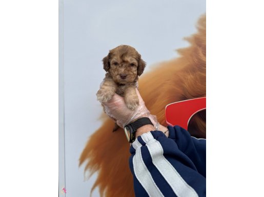 NADİR BULUNUNAN ÇİKOLATA RENKLİ GÖZLÜ MALTİPOO YAVRULARIMIZ