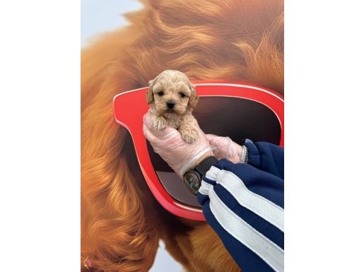 GERÇEK TEA CUP MALTİPOO YAVRULARIMIZ