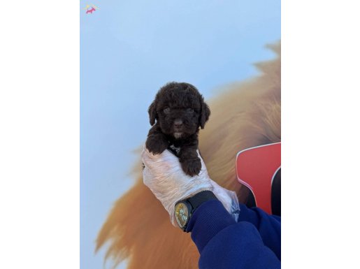 ÖZEL RENK KORE CHOCOLATE BROWNE POODLE YAVRULARIMIZ