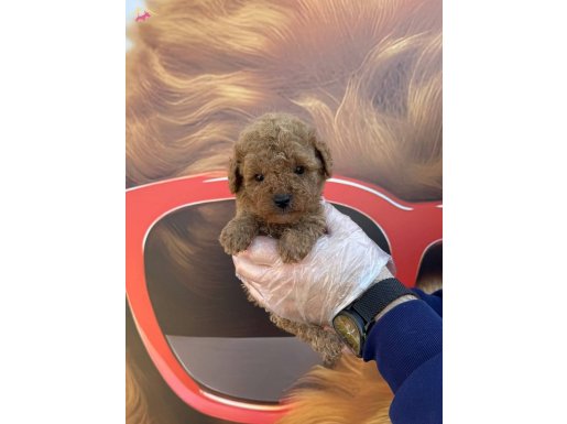 TEA CUP KORE TOY POODLE YAVRULARIMIZ