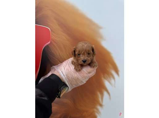 Gerçek Maltipoo Yavruları Irk Garantili