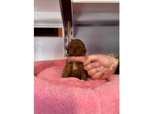 GERÇEK TEA CUP KORE RED BROWNE POODLE BEBEĞİMİZ