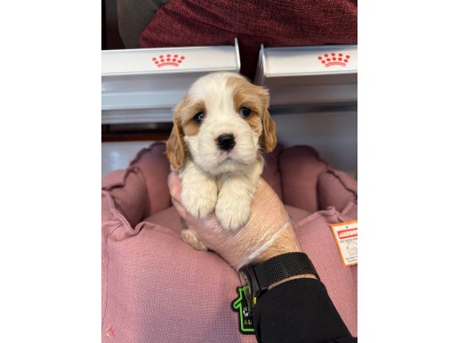 BEBEK SURATLI CAVALİER KİNG CHARLES YAVRULARIMIZ