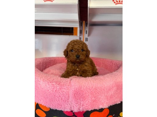 Gerçek Korean Kan Hattı Red Browne Toy Poodle
