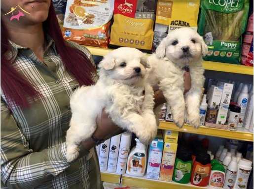 Kar Beyaz Irk Garantili Maltese Terrier Yavruları 