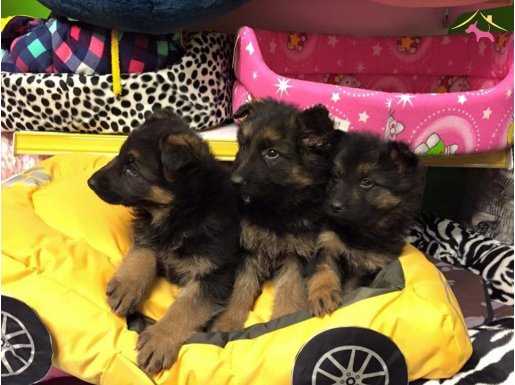 Show Kalite Düşük Bel Alman Çoban Yavruları Yağız Pet Club