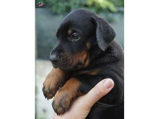 Satılık King Doberman Yavruları