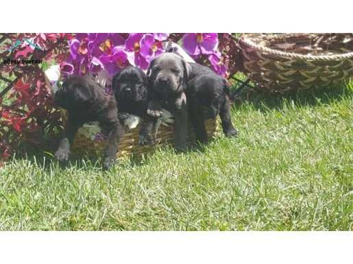 SATILIK CANE CORSO YAVRULARI İTALYAN AYGIRI MÜKEMMEL KORUMA
