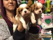 Kahve Beyaz Irk Garantili Cavalier King Charles Yavruları