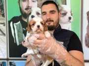 SHOW KALİTE CAVALİER KİNG CHARLES YAVRULARI