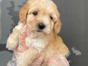 F1 - RED - MALTİPOO BEBEKLERİMİZ