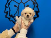 Gerçek İmperial Pekinez Bebekler