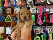 Oyuncak Surat Gerçek Maltipoo Yavrularımız