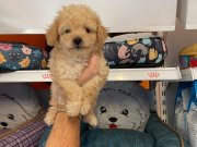 APRİCOT RENK TONUNA SAHİP POODLE BEBEKLERİMİZ