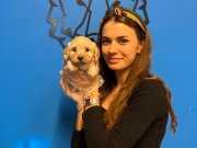 Mükemmel Maltipoo Yavrularımız
