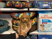 ORJİNAL RED MALTİPOO YAVRULARIMIZ