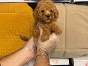 RED ORJİNAL TOY POODLE YAVRULARIMIZ