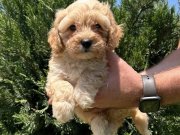 A CLASS BEBEK SURAT MALTİPOO YAVRULARIMIZ