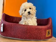 RUHSATLI ÇİFTLİKTEN GERÇEK MALTİPOO YAVRULARI