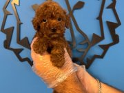 KORE RED BROWNE TOY POODLE YAVRULARI