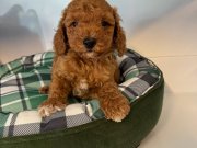 RED BROWNE MALTİPOO YAVRULARIMIZ