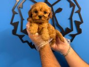 KORE MALTİPOO YAVRULARIMIZ